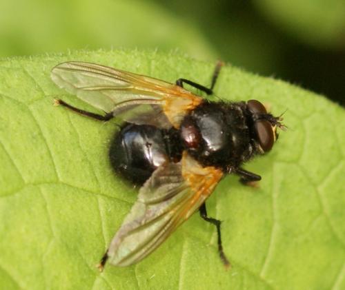 Réf. 247 040 : Mesembrina meridiana